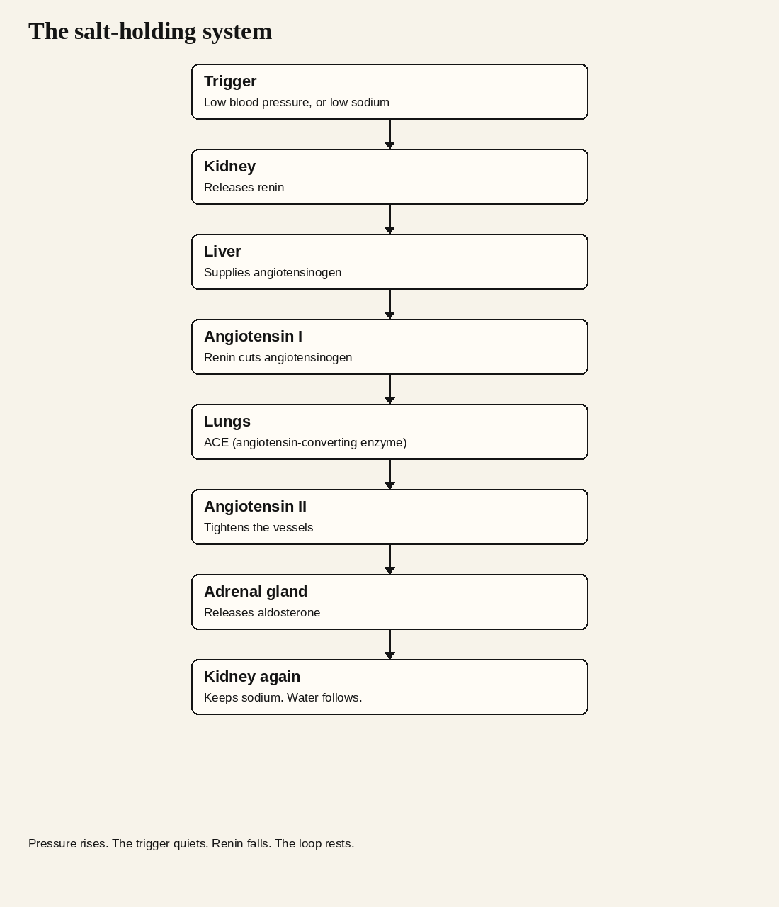 The renin–angiotensin–aldosterone holding system